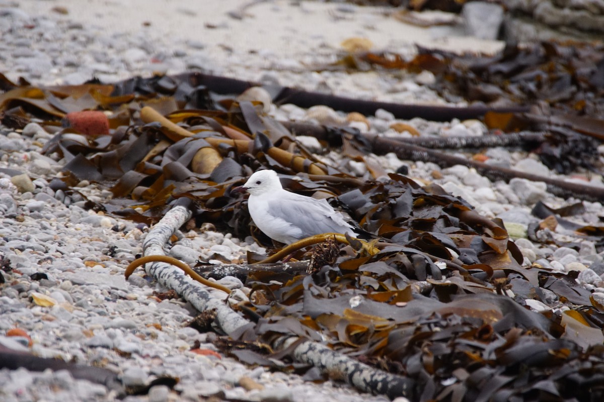 Hartlaub's Gull - ML642917113