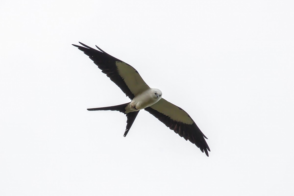 Swallow-tailed Kite - ML642917114