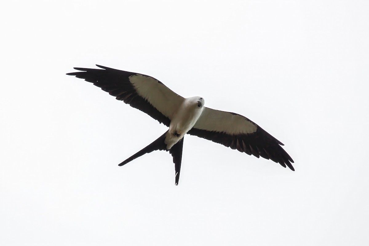 Swallow-tailed Kite - ML642917115