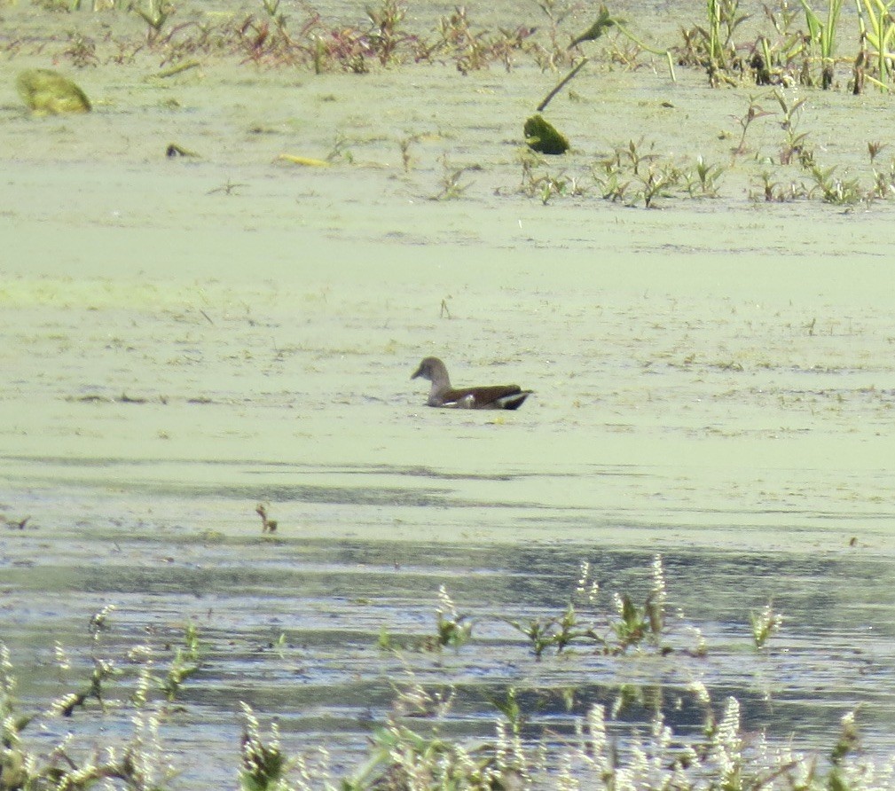 Common Gallinule - ML642917120