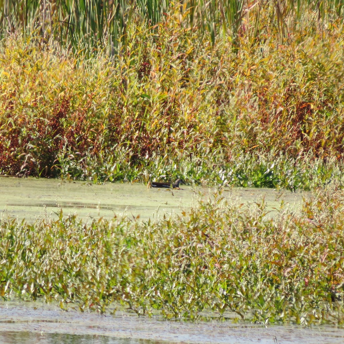 Common Gallinule - ML642917124