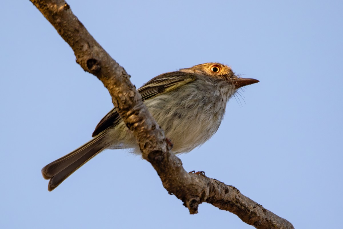 Pearly-vented Tody-Tyrant - ML642917125