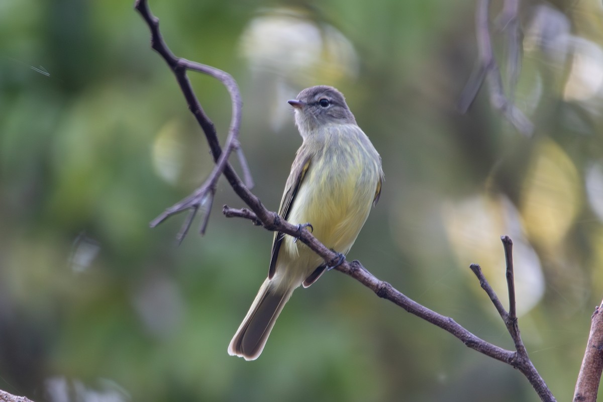 Greenish Elaenia - ML642917135