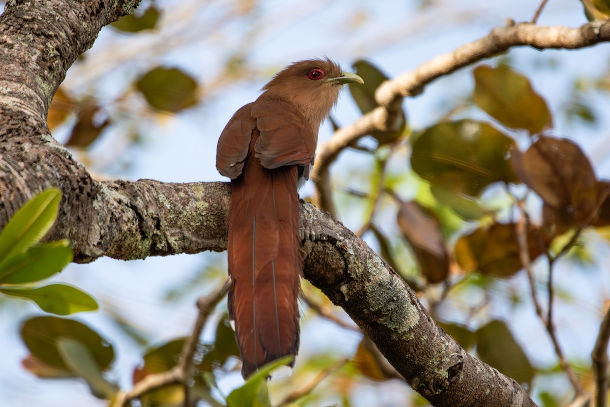 Common Squirrel-Cuckoo - ML642917184
