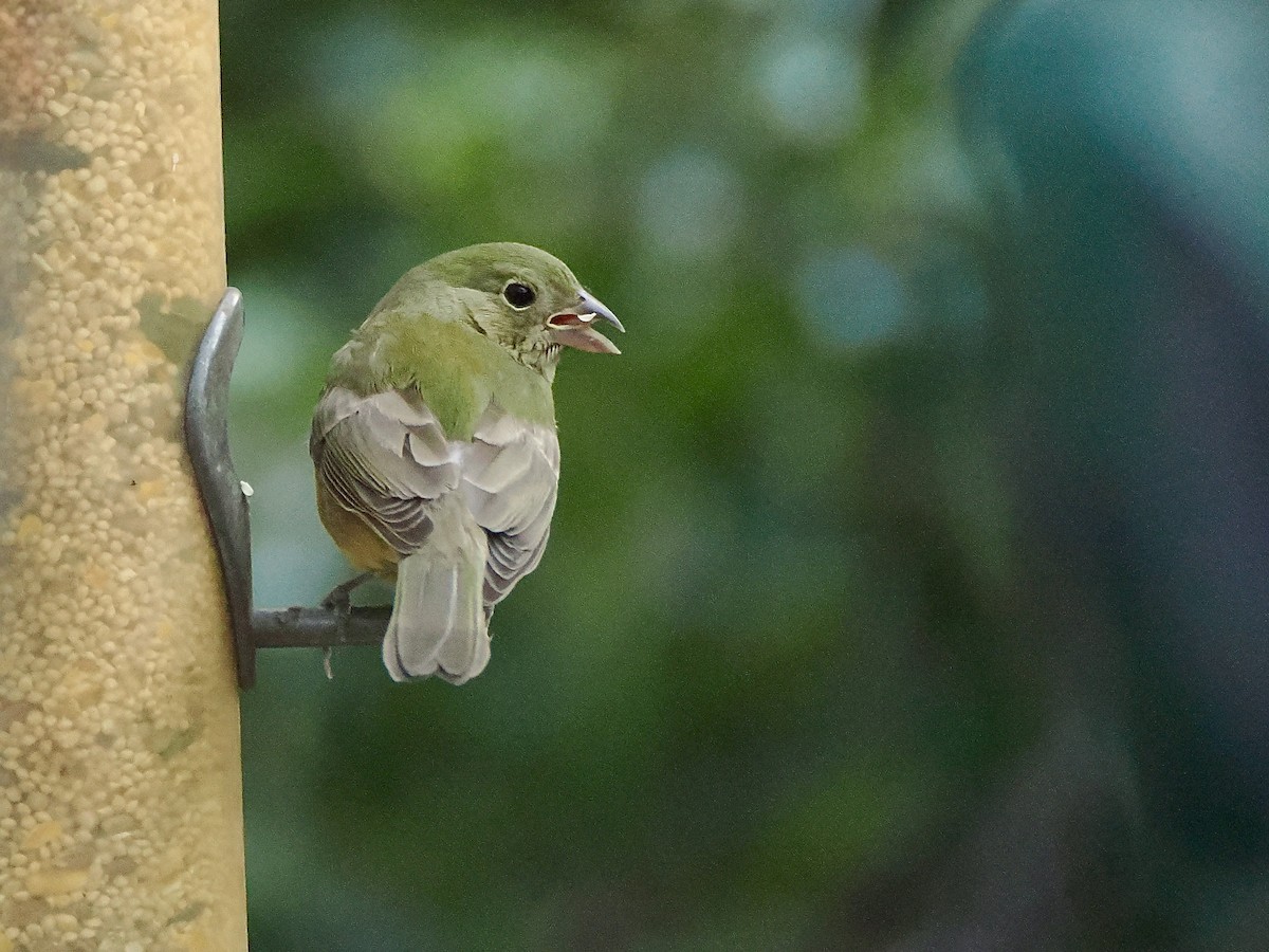 Painted Bunting - ML642917188