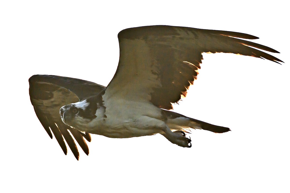 Fischadler - ML642917200