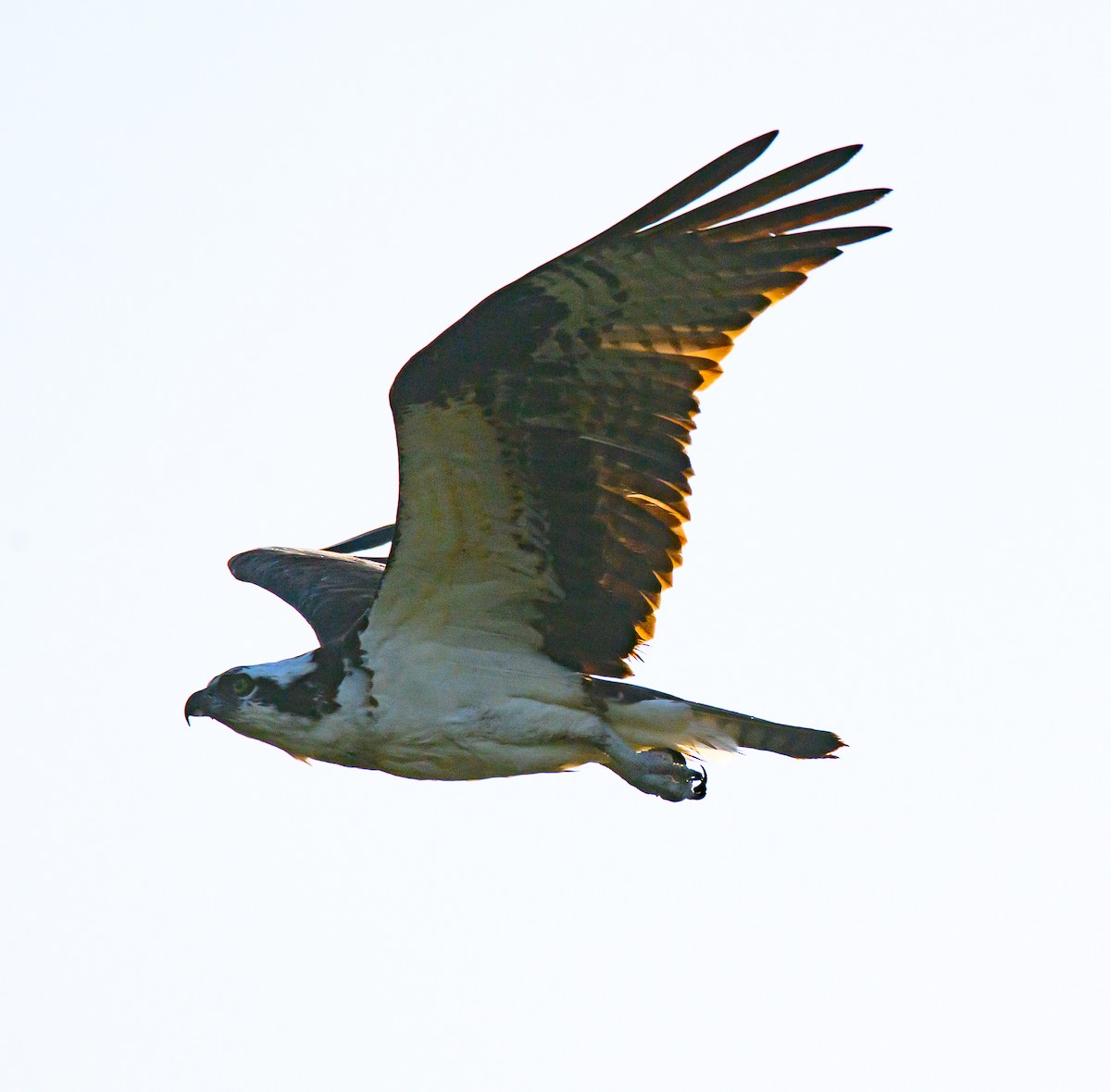 Fischadler - ML642917201