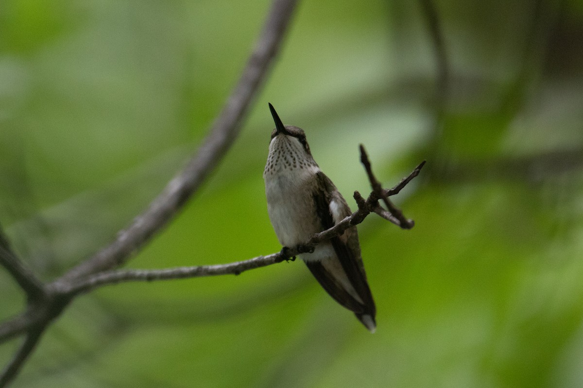 Colibri à gorge rubis - ML642917216