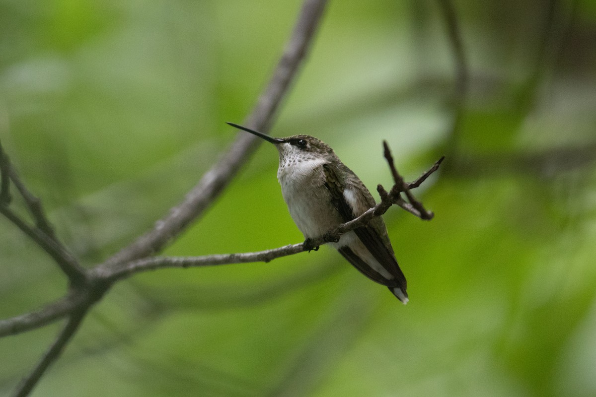 Colibri à gorge rubis - ML642917218