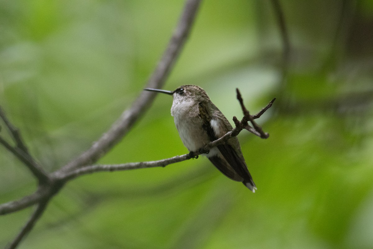 Colibri à gorge rubis - ML642917219
