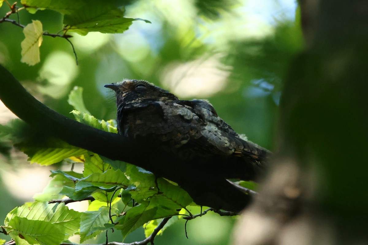 Eastern Whip-poor-will - ML642917221