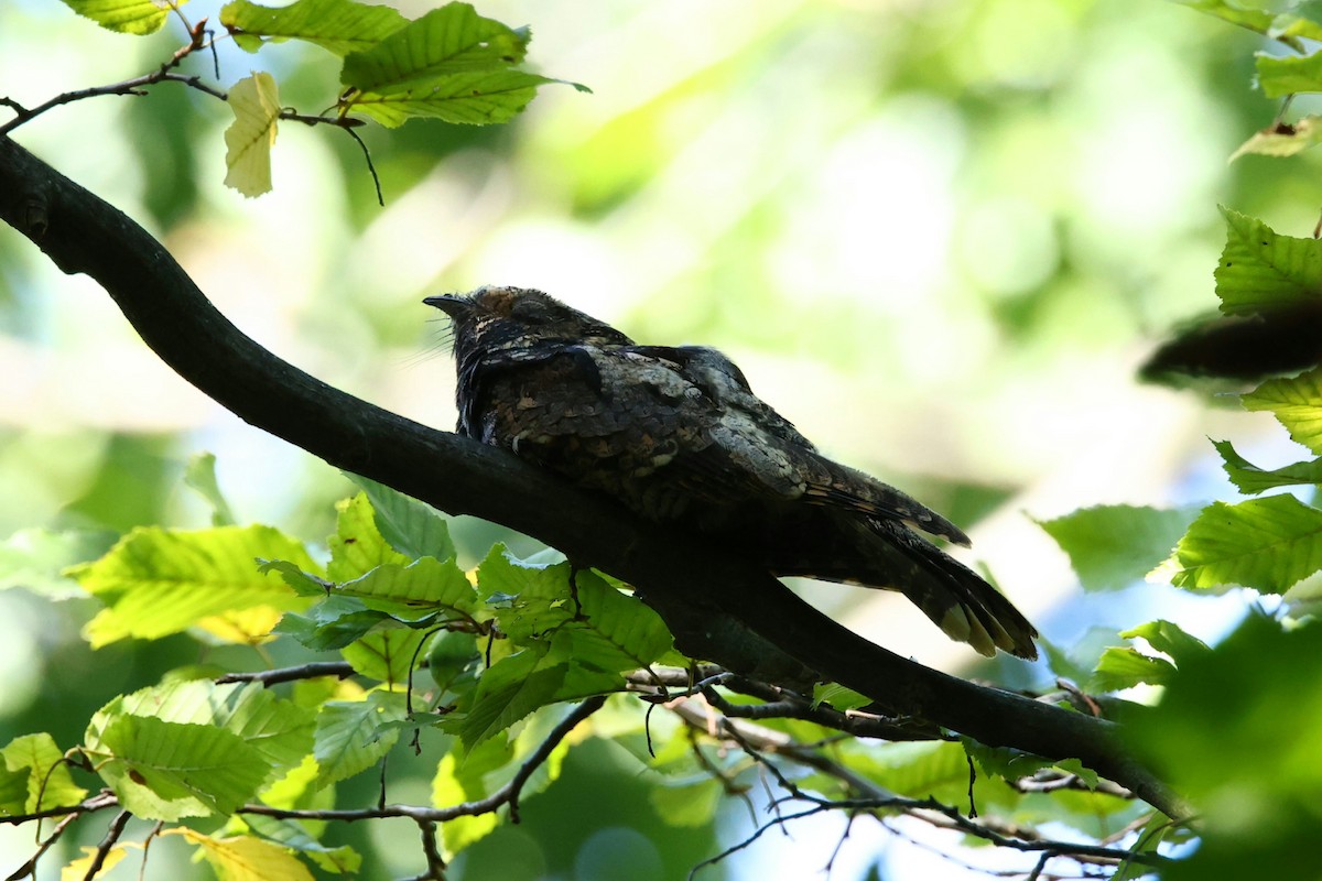 Eastern Whip-poor-will - ML642917222