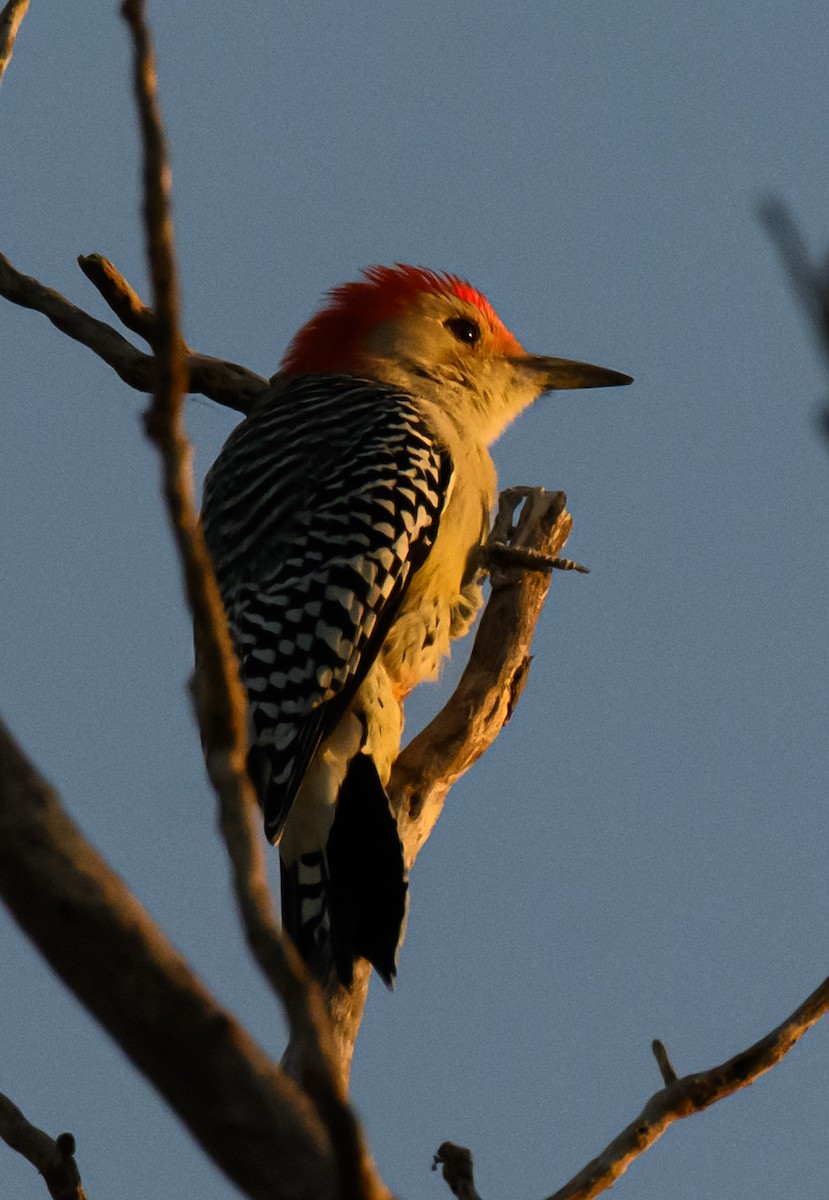 Carolinaspecht - ML642917238