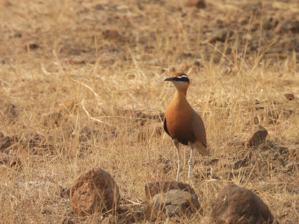 Indian Courser - ML642917252