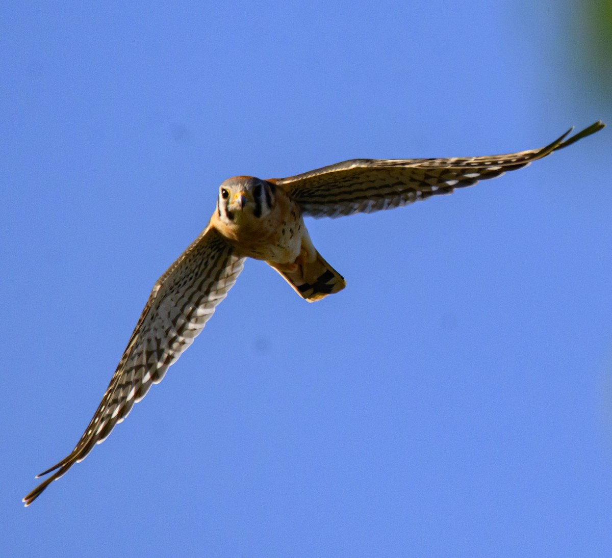 Buntfalke - ML642917256