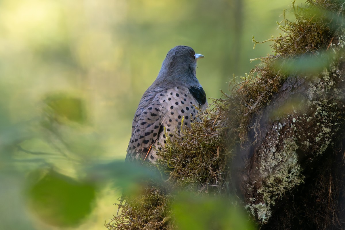 Northern Flicker - ML642917257