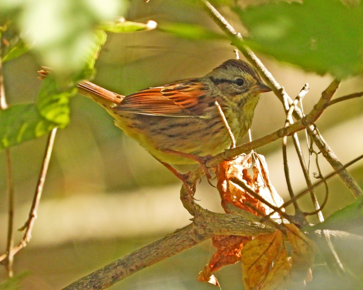 Swamp Sparrow - ML642917258
