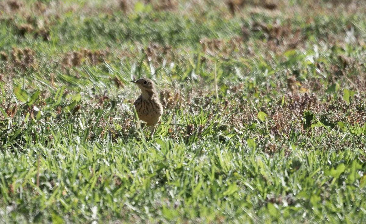 American Pipit - ML642917266