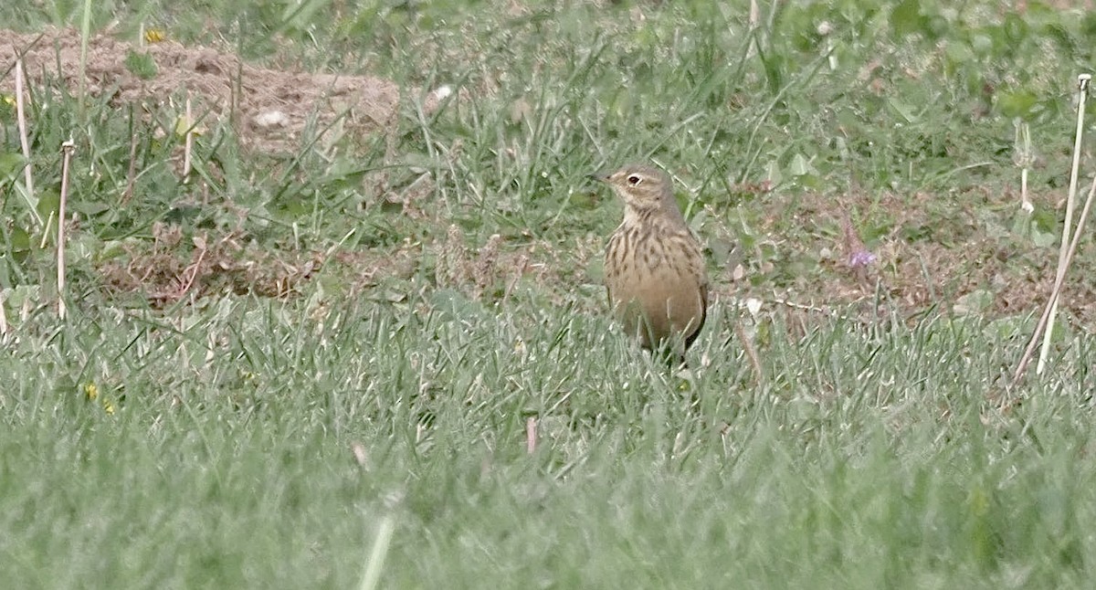 American Pipit - ML642917269