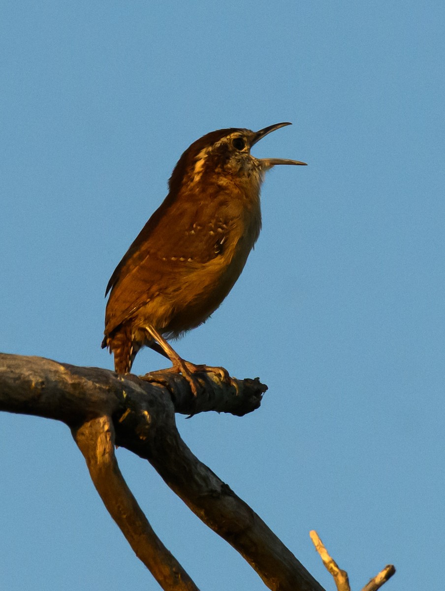 Carolinazaunkönig - ML642917272