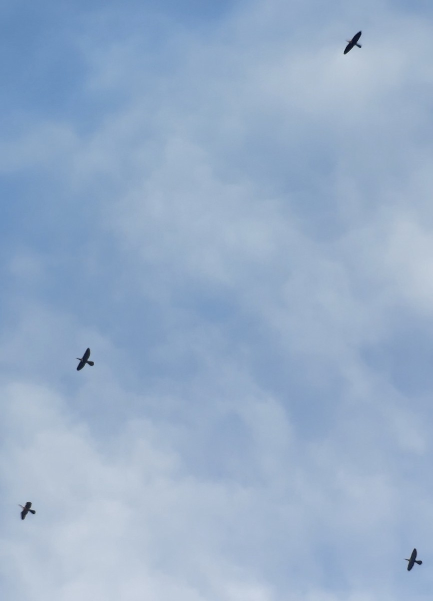 Anhinga - ML642917277
