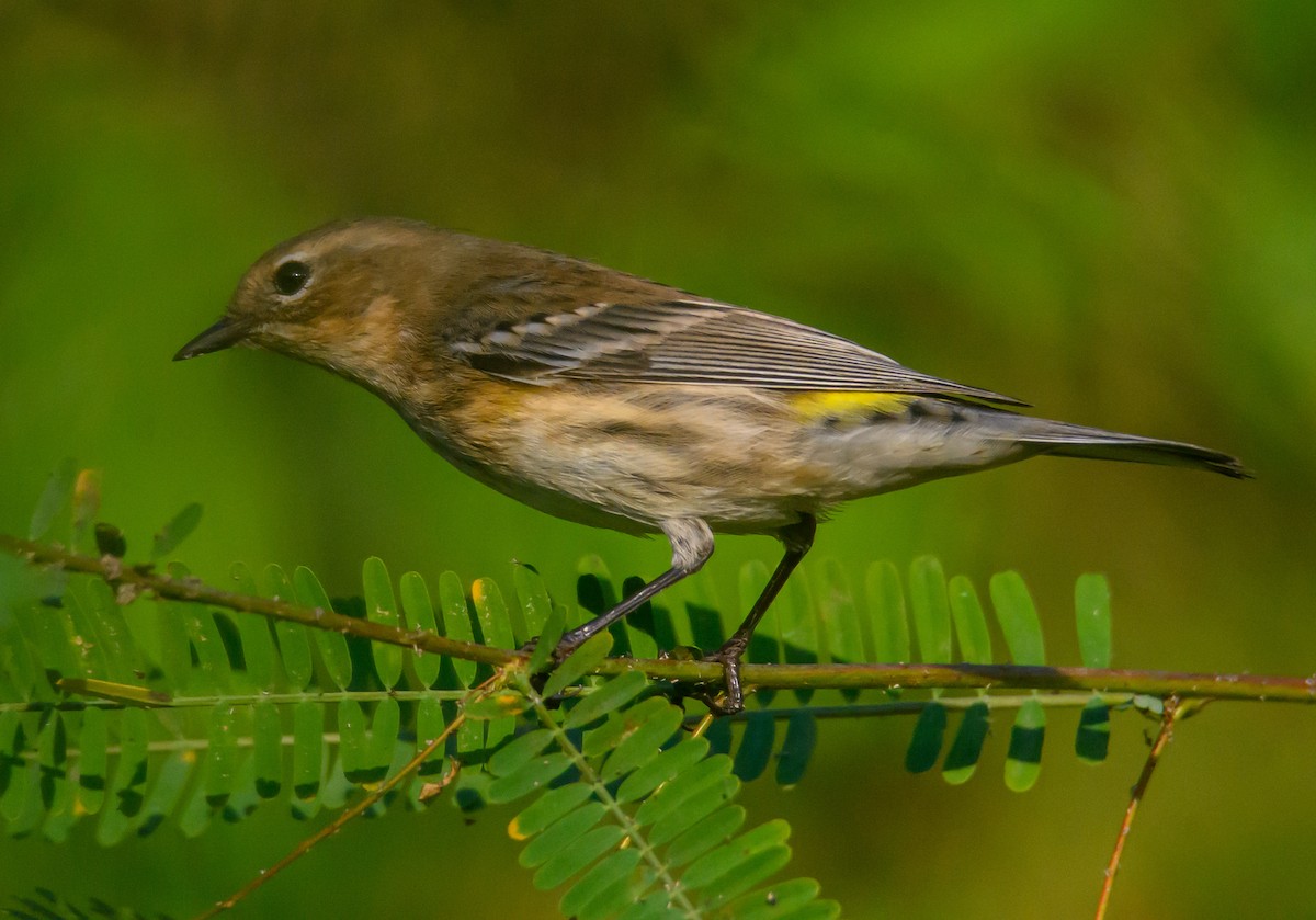 Kronenwaldsänger - ML642917287