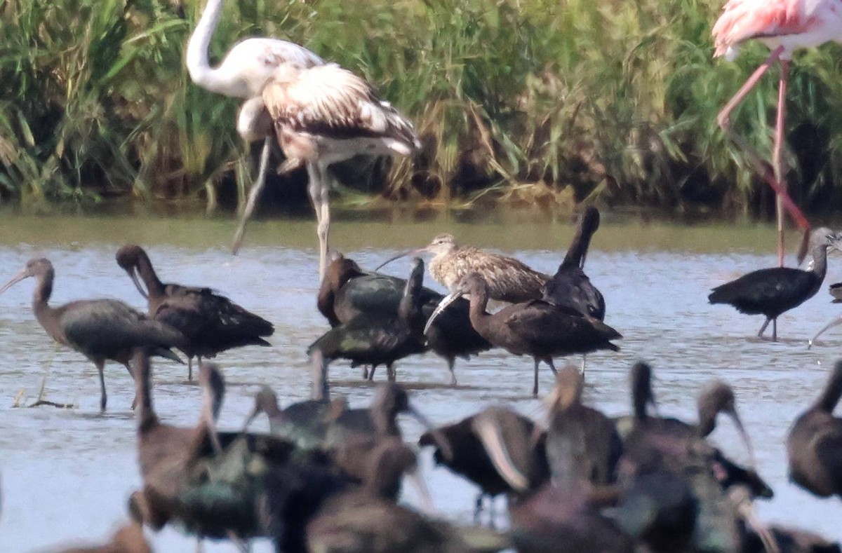 Eurasian Curlew - ML642917336
