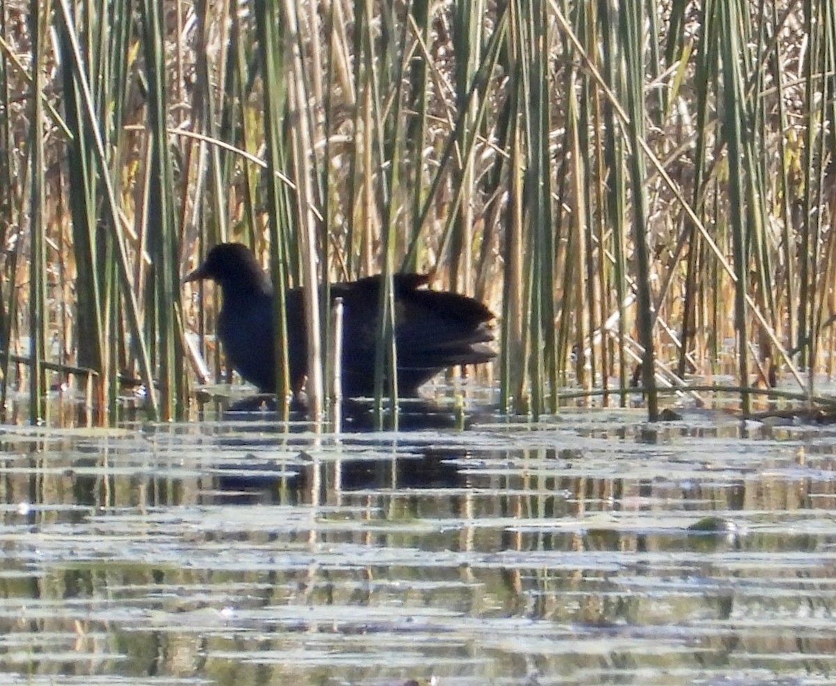 Common Gallinule - ML642917341