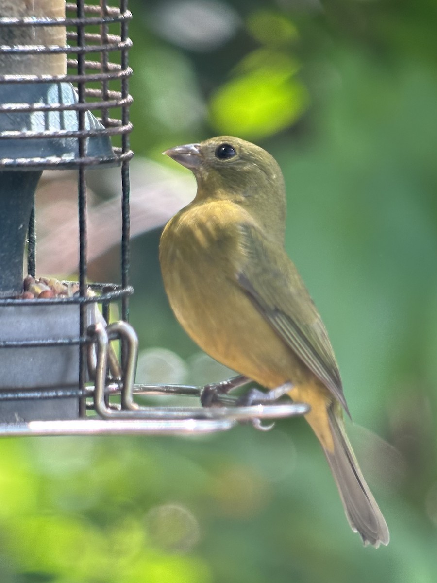 Painted Bunting - ML642917346