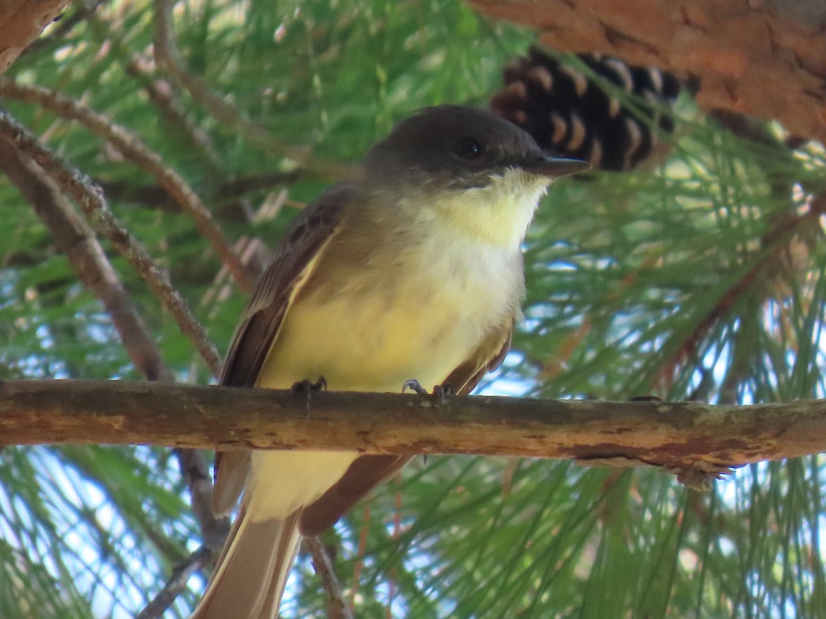 Eastern Phoebe - ML642917349