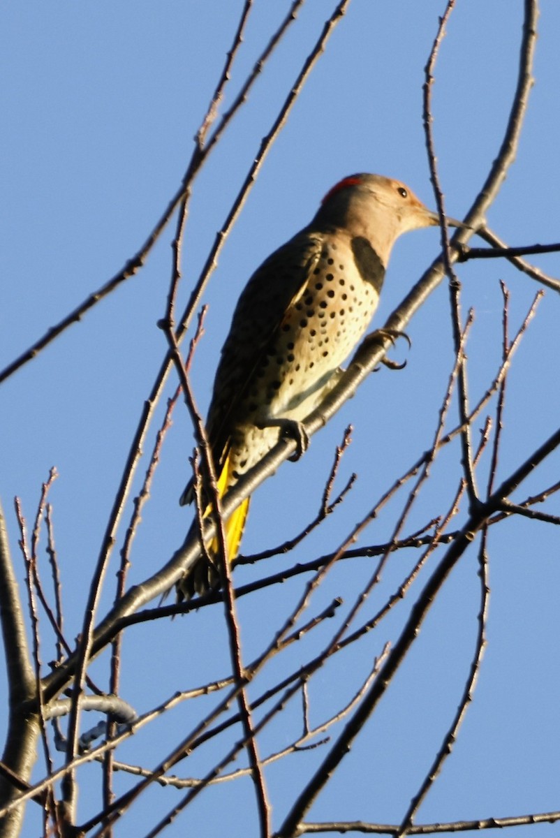 Northern Flicker - ML642917350