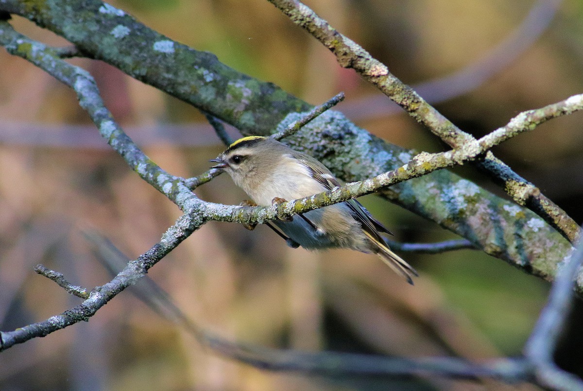 Roitelet à couronne dorée - ML642917355