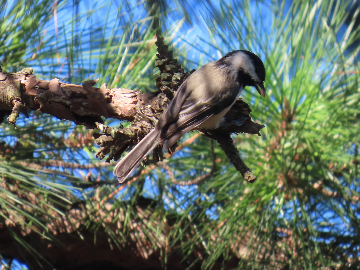Black-capped Chickadee - ML642917363