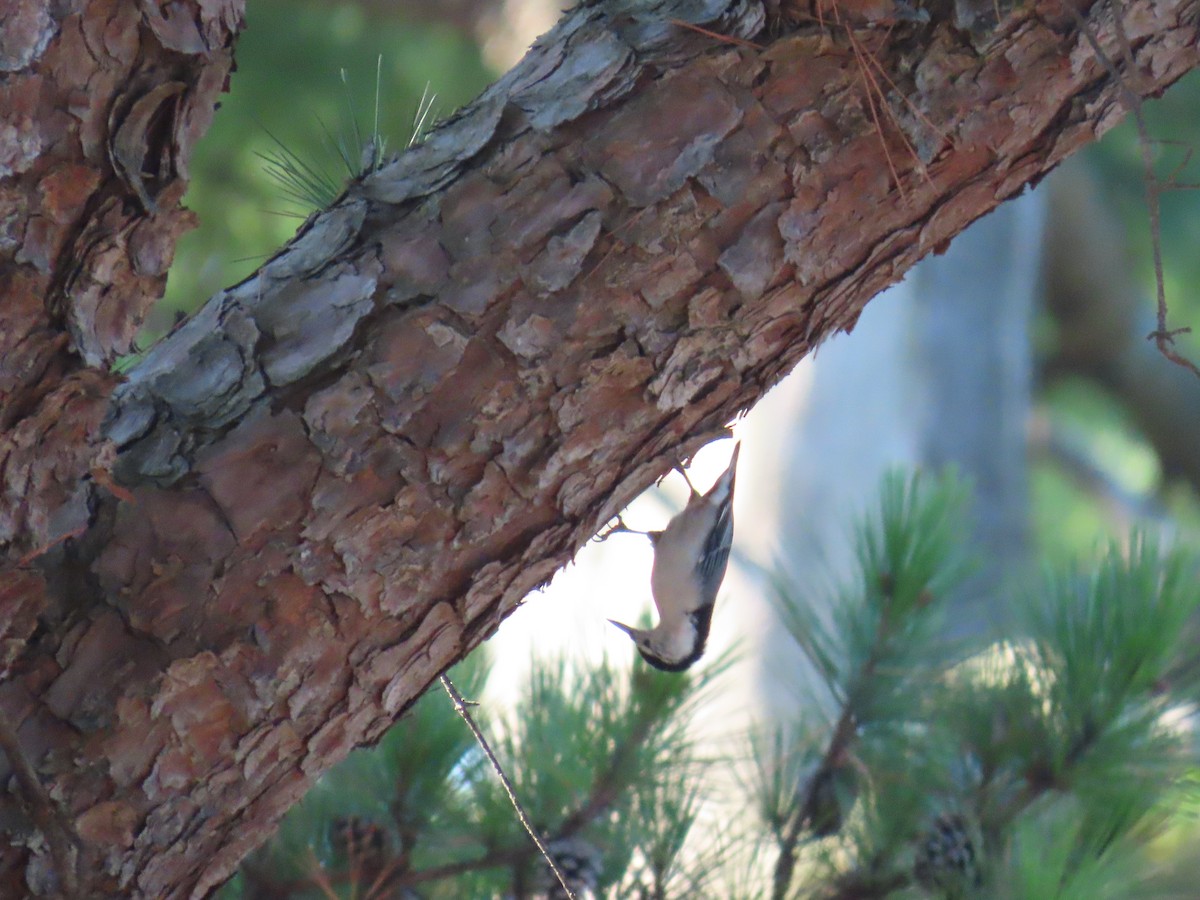 White-breasted Nuthatch - ML642917376