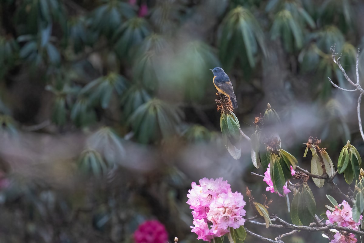 Blue-fronted Redstart - ML642917388