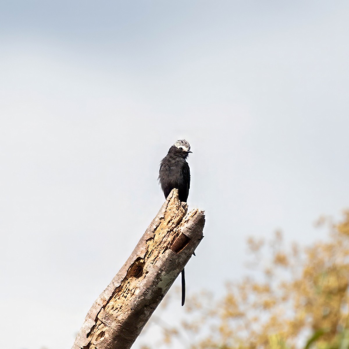 Long-tailed Tyrant - ML642917395