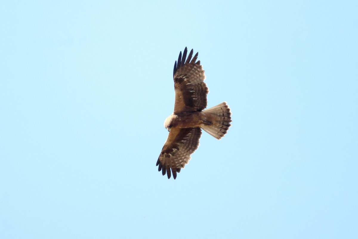 Aquila minore - ML642917397