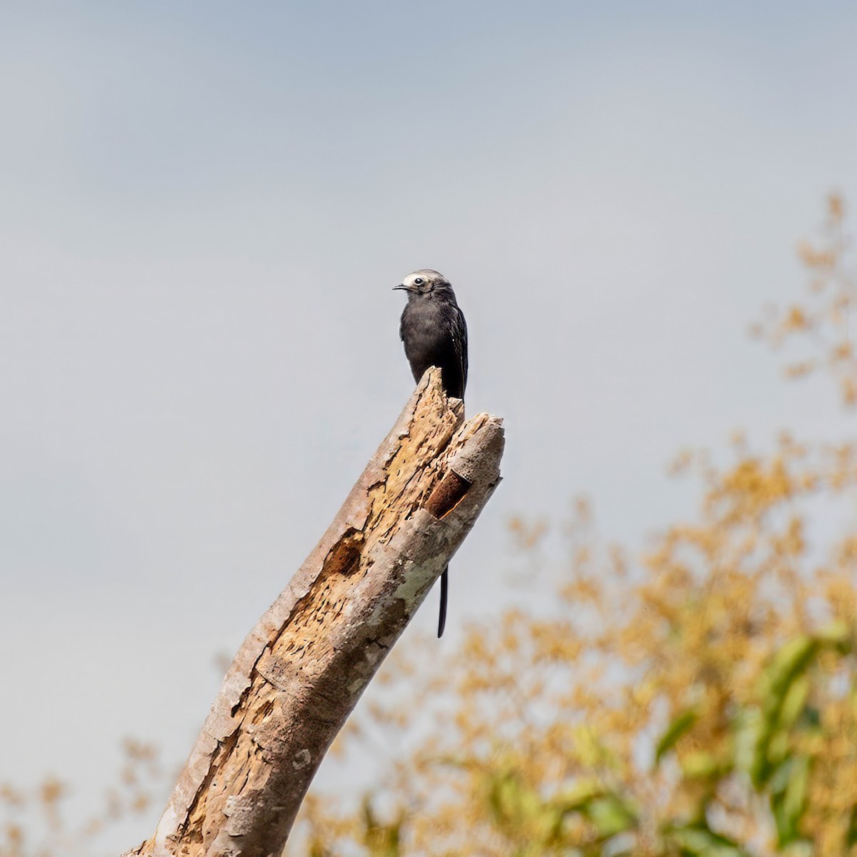 Long-tailed Tyrant - ML642917398