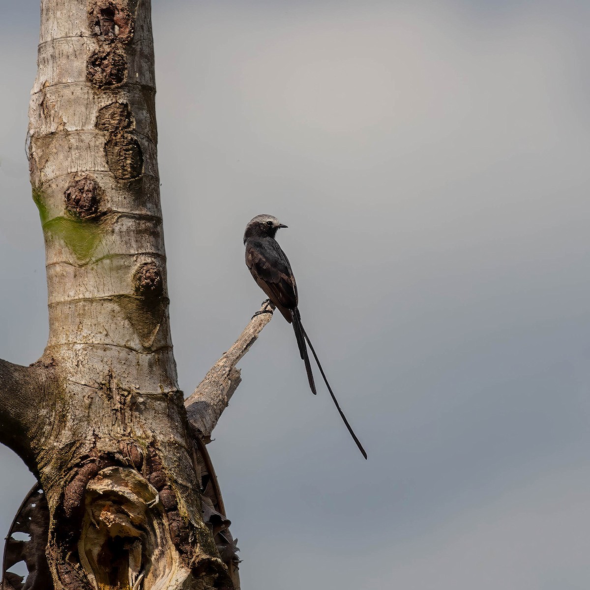 Long-tailed Tyrant - ML642917399