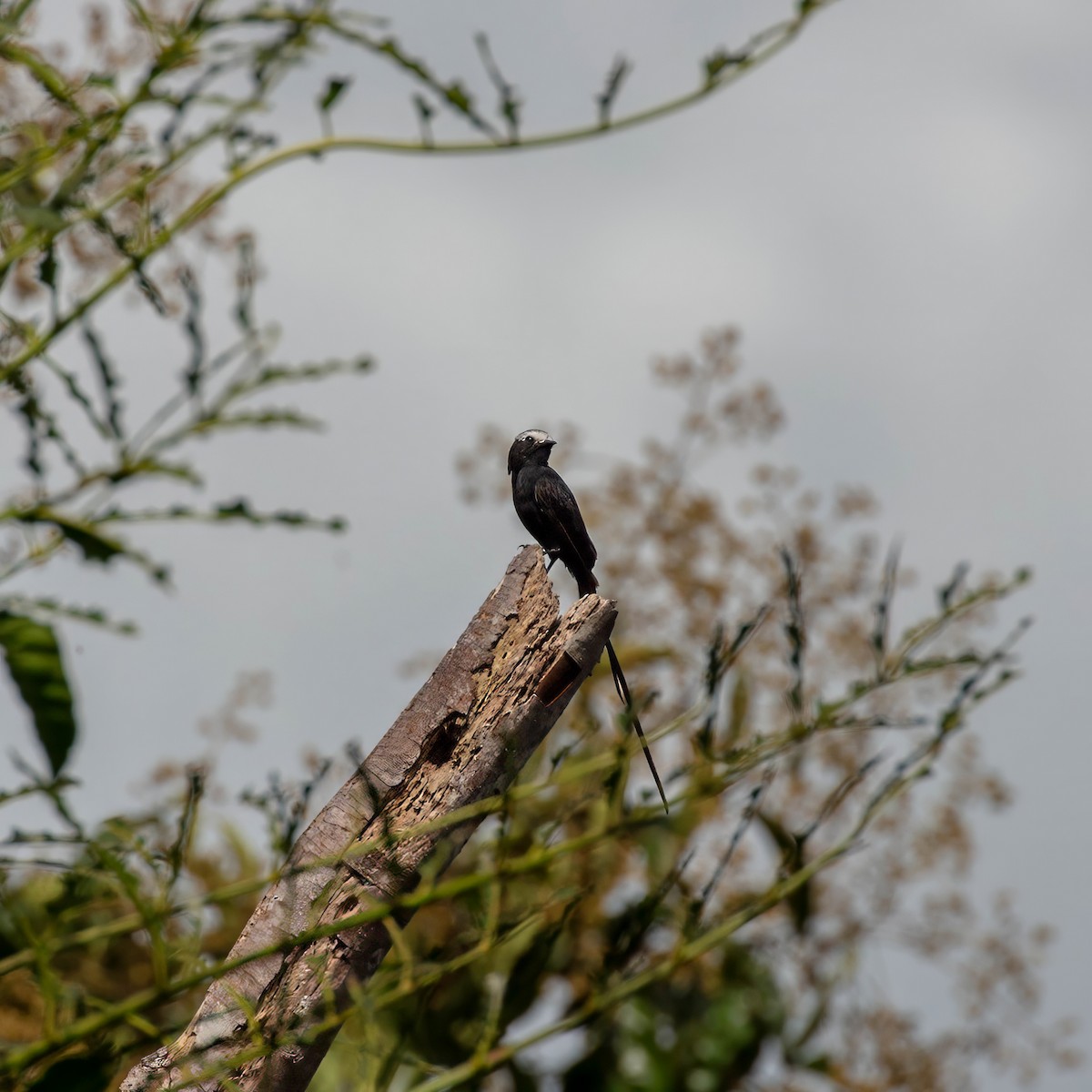 Long-tailed Tyrant - ML642917400
