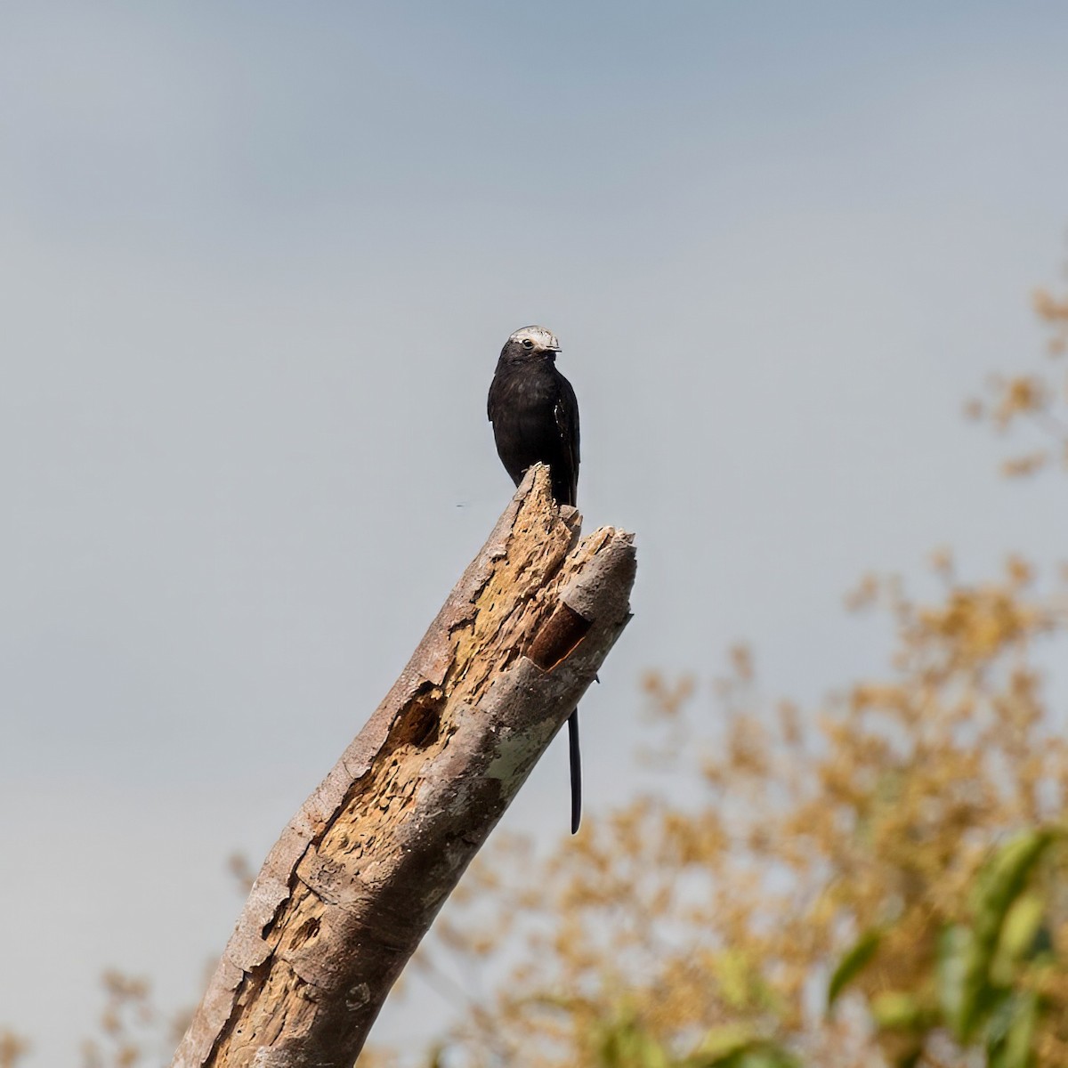Long-tailed Tyrant - ML642917401