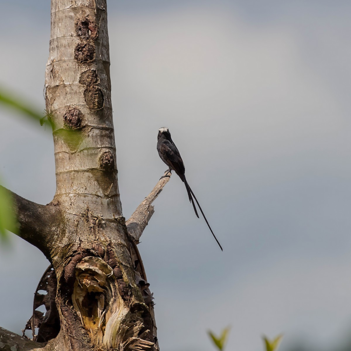 Long-tailed Tyrant - ML642917403