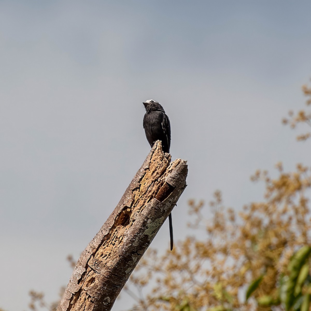 Long-tailed Tyrant - ML642917404