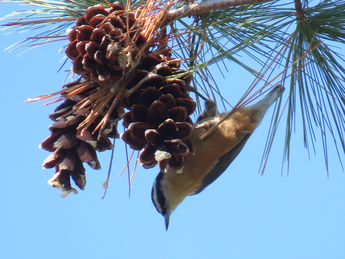 Red-breasted Nuthatch - ML642917405