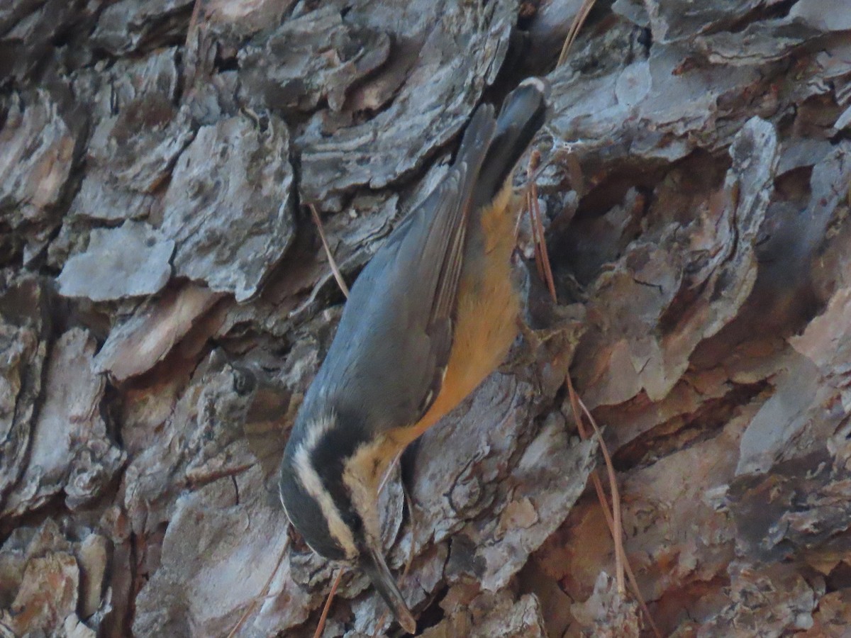Red-breasted Nuthatch - ML642917406