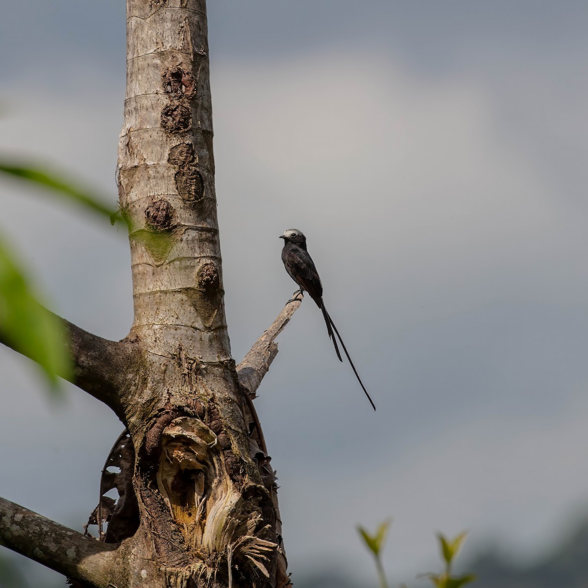 Long-tailed Tyrant - ML642917409