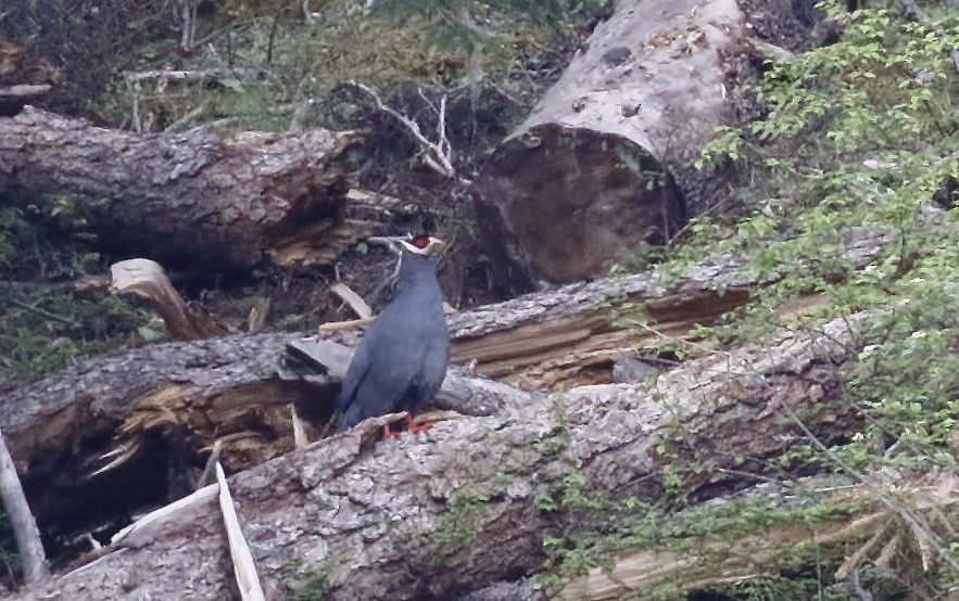 Blue Eared-Pheasant - ML64291741