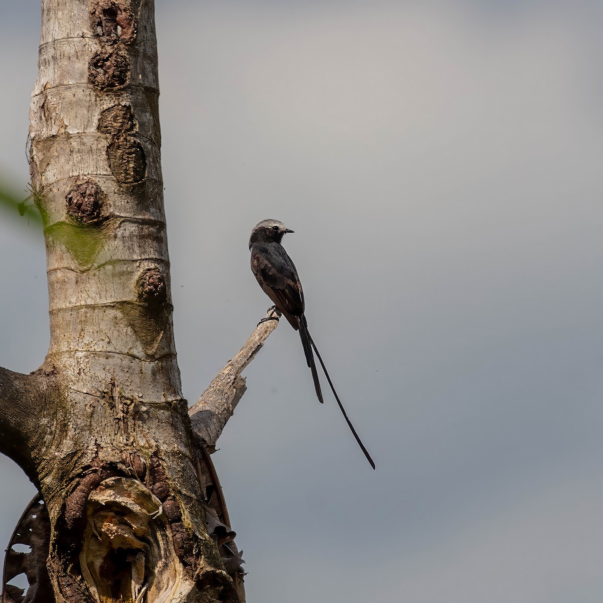 Long-tailed Tyrant - ML642917410