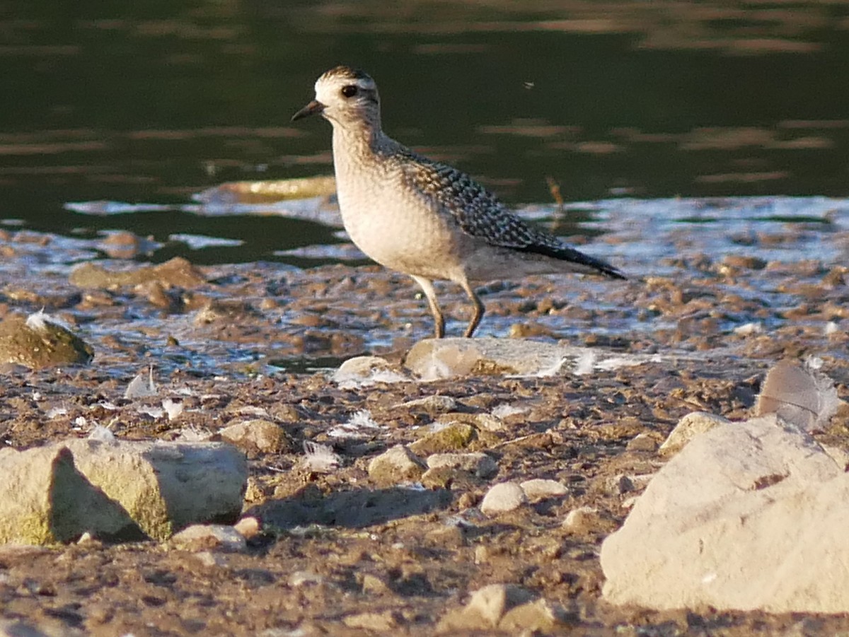 American Golden-Plover - ML642917417