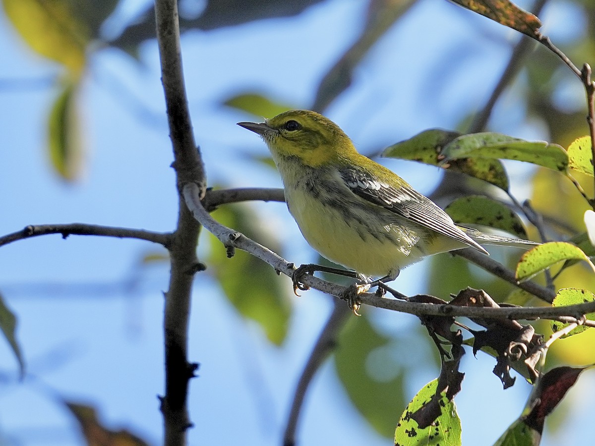 Black-throated Green Warbler - ML642917432